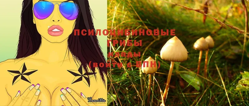 цены   Хабаровск  Галлюциногенные грибы Psilocybine cubensis 